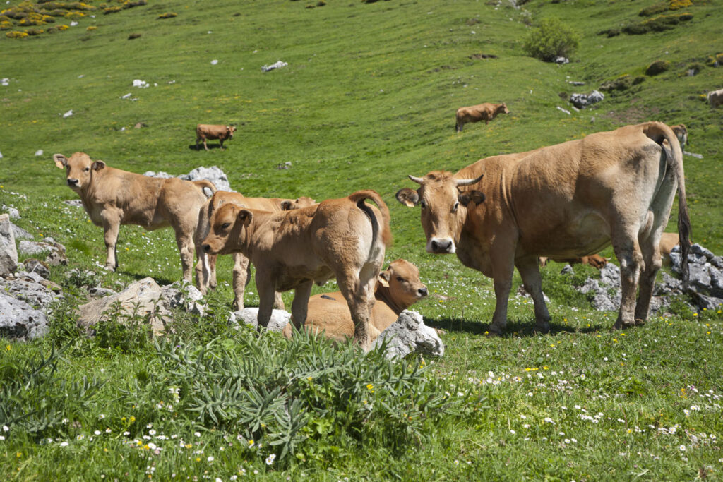 Vacas pastando en el monte