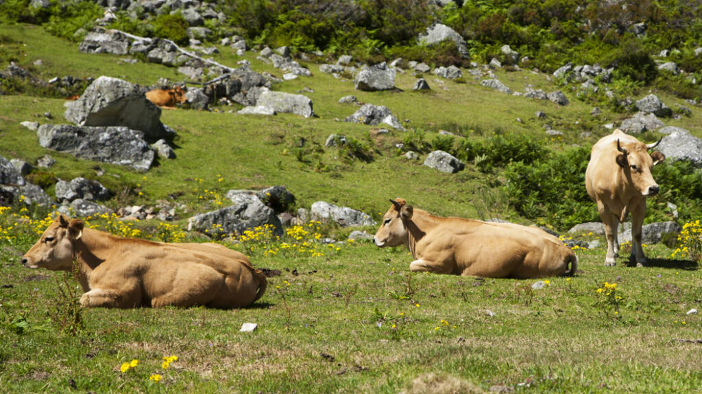 Vacas pastando en el monte